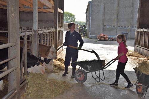 a man and a girl pulling a wheelbarrow with a cow at De Grote Linde in Oostkamp