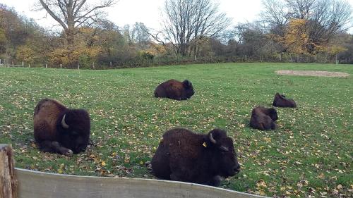 a group of bison laying in a field at Schönes Appartement in ruhiger Lage in Kiel