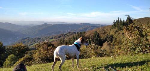 a dog standing on a hill looking at the mountains at La Casina de Asturias in Mieres