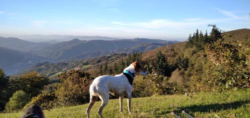 a dog standing on a hill looking at the mountains at La Casina de Asturias in Mieres