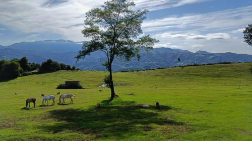 a group of sheep grazing in a field with a tree at La Casina de Asturias in Mieres