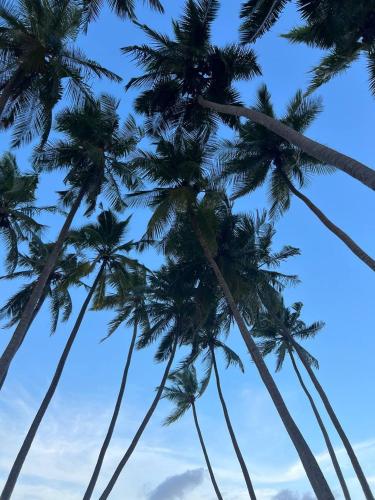 Fotografie z fotogalerie ubytování Gaskara Guesthouse v destinaci Shaviyani Atoll