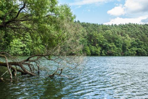 a lake with a tree in the middle of it at Waldsee Hotel am Wirchensee in Treppeln