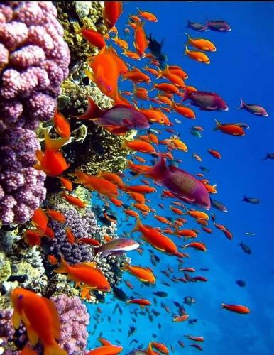 a group of fish in a coral reef at Hurghada in Hurghada