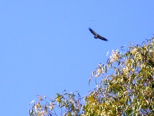 Φωτογραφία από το άλμπουμ του Damascus Bush Lodge σε Hartbeespoort