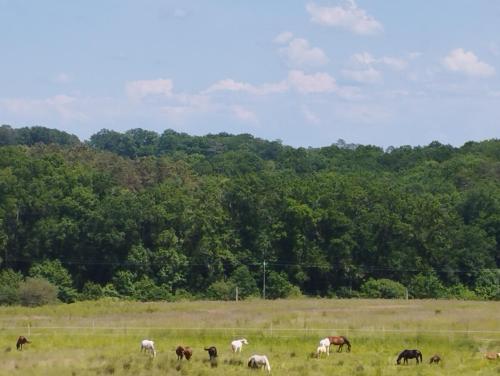 una manada de caballos pastando en un campo en Cheval nomad' en La Goulaudie
