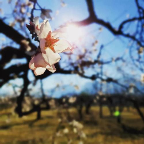 a flower on a tree with the sun in the background at Casa de Danann in Rasquera
