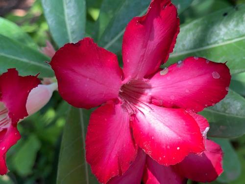 a red flower with rain drops on it at Modjadji Estate Lodge & Spa in Grietjie Nature Reserve