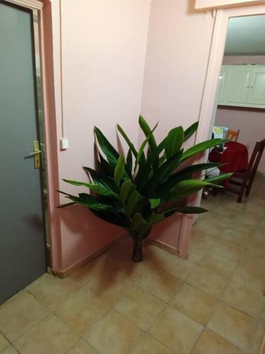 a plant sitting in the corner of a room at Vacances agréables c'est ici in Les Abymes