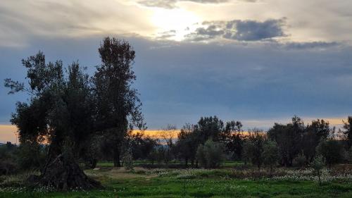 un árbol en un campo con la puesta de sol en el fondo en Les Valletes, en Arnes