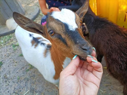 Domácí mazlíčci ubytovaní s hosty v ubytování L'oasi del relax Arborea. Particolarmente indicato per gli amanti dei cavalli. Esperienze naturalistiche su richiesta.