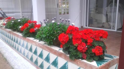 a bunch of red flowers in a window box at Apartamento lujoso en primera linea de playa in Castell de Ferro