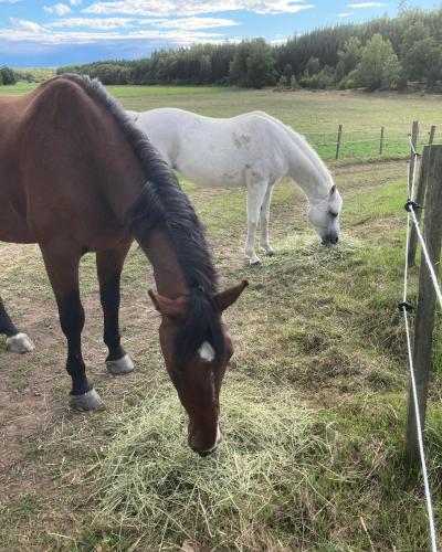 two horses are eating hay in a field at Råshults Gård in Vimmerby