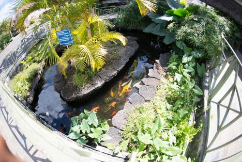 a pool of water with plants in a garden at Casa Florida Hotel & Spa in Pereybere