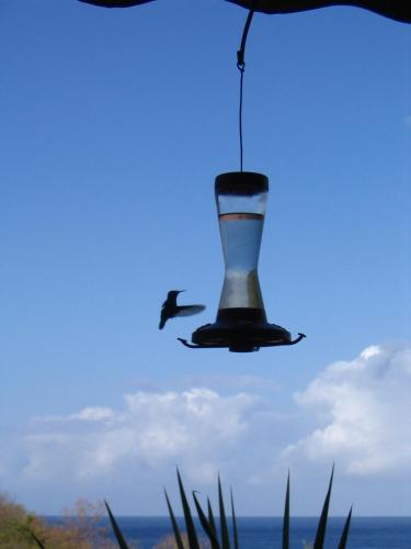 a bird is flying in the sky next to a feeder at Le Colibri, belle vue mer, accés direct à la plage, SPA privatif in Bouillante
