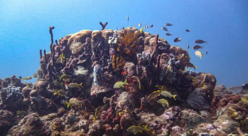 a coral reef with fish andbrates in the ocean at Le Frégate ,belle vue mer , 150M de la plage, SPA privé in Bouillante