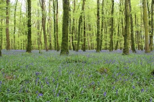 Un bosque lleno de flores azules en el bosque en Lough Rynn Castle 3 bed house, en Mohill