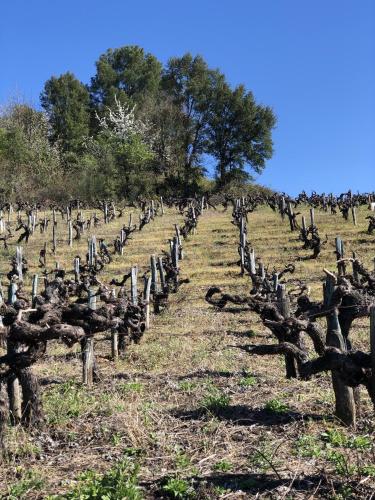 a field full of wooden fence posts in a field at DÚPLEX DUQUESA in O Barco de Valdeorras