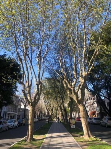 a street lined with trees on a city street at Alquiler temporal 51 in La Plata