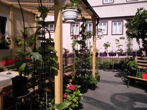 invernadero con plantas y macetas en Ferienwohnungen Calwer Höfle Biergasse - für Firmen, Handwerker und Monteure, en Calw