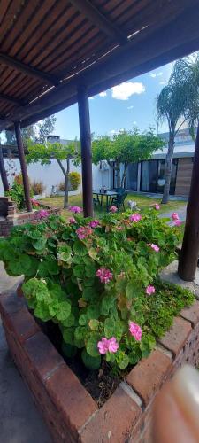 a flower garden with pink flowers and green leaves at Tatitos Homes El Pinar - Apartamento vacacional - in Ciudad de la Costa