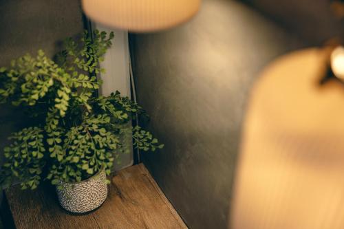 a green plant in a vase on a table at Original House in Chishang