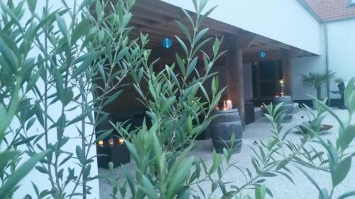 Zahrada ubytování B&B La Douceur de la Miclette