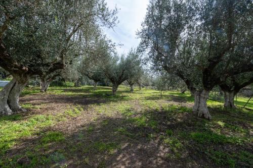 Zahrada ubytování Olive Grove Getaway