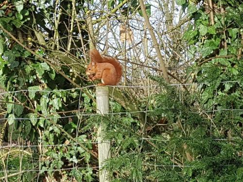 a orange cat sitting on top of a fence at Cabane perchée avec lit king-size, salle d'eau, kitchenette, TV, Wi-Fi et petit-déjeuner inclus - FR-1-306-1237 in Port-Saint-Père
