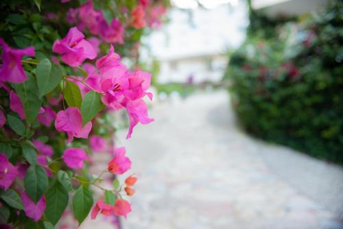 a group of pink flowers on a sidewalk at Bougainville Bay Apartments in Sarandë