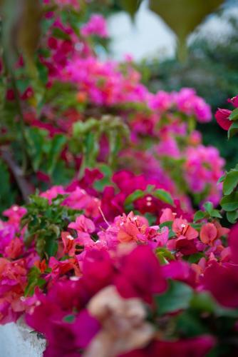 a bunch of pink flowers in a garden at Bougainville Bay Apartments in Sarandë