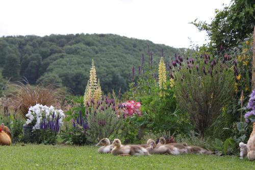 a group of ducks laying in the grass in a garden at Pandy B&B in Dorstone