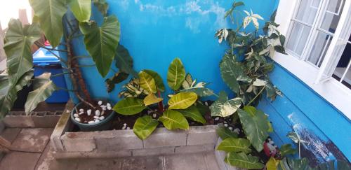 a bunch of plants in pots on a blue wall at Casa de M&I in General Santos
