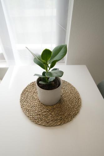 a potted plant sitting on top of a table at Bijou Studio with Ambiance near Lake in Faulensee