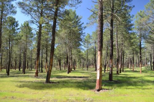 a forest with tall trees in the grass at Casa Rural Las Barricas in Coca