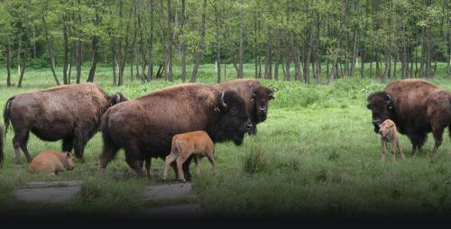 アパートメントの敷地内または近くにいる動物