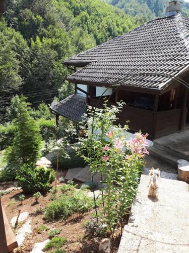 a dog sitting in a garden in front of a house at Vila Anna in Ribarica