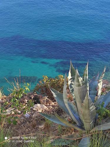 a succulent plant next to the water at L'AUNISA in El Campello