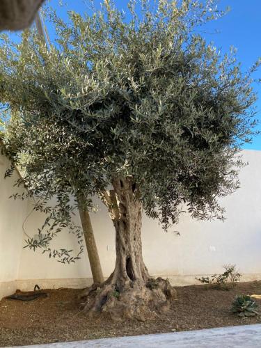 un gran olivo frente a una pared blanca en Da Mariano apartments, en Mazara del Vallo