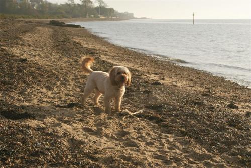 a dog standing on a beach near the water at Secret Mersea Retreat - a stroll from the anchorage! in West Mersea
