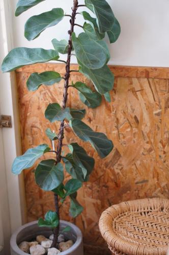 una planta en una olla junto a una pared en Back to spring BnB en Hengchun