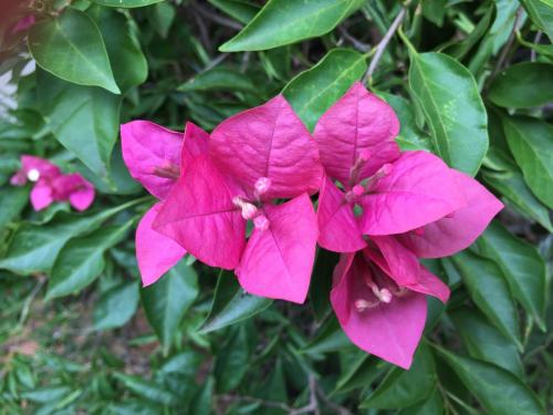 a group of pink flowers on a bush at El Refugio in Foz do Iguaçu