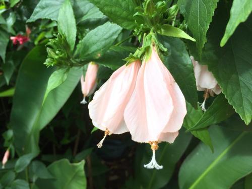 a pink flower is hanging from a tree at El Refugio in Foz do Iguaçu