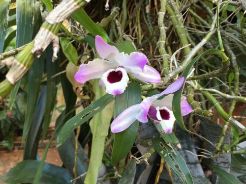 twoidium flowers on a plant with green leaves at El Refugio in Foz do Iguaçu