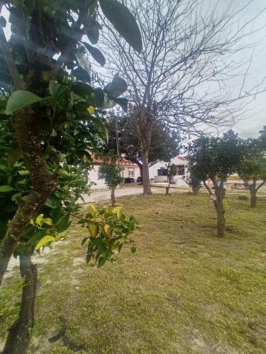 a group of trees in a field with grass at O Mundo da Lua in Azeitao