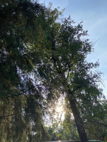 a group of trees with the sun shining through them at Cabañas Alpina, romántica y acogedora a 10 minutos del centro in Tepoztlán