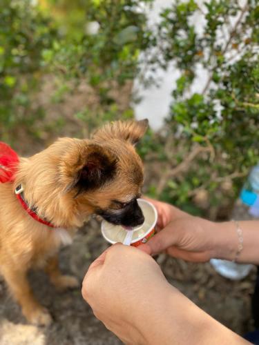 a person feeding a small dog a bowl of food at Cabañas Alpina, romántica y acogedora a 10 minutos del centro in Tepoztlán