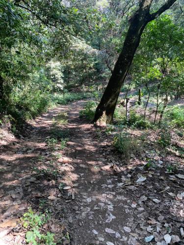 a tree on a dirt trail in a forest at Cabañas Alpina, romántica y acogedora a 10 minutos del centro in Tepoztlán