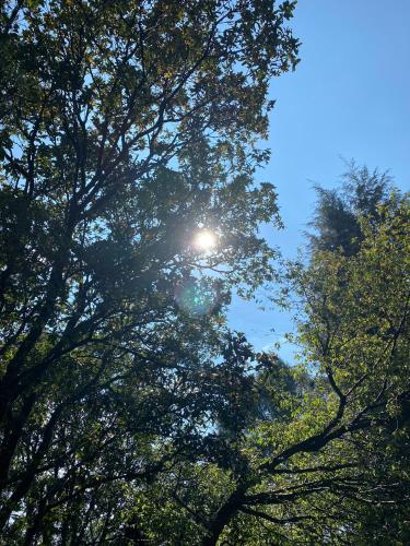 a group of trees with the sun shining through them at Cabañas Alpina, romántica y acogedora a 10 minutos del centro in Tepoztlán