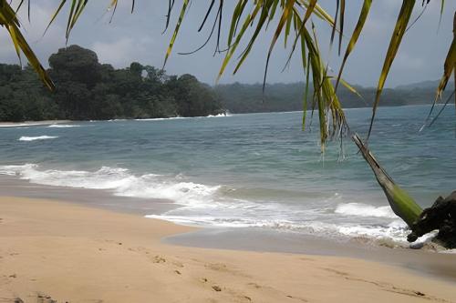 a beach with a palm tree and the ocean at Jungle Dreamz in Manzanillo